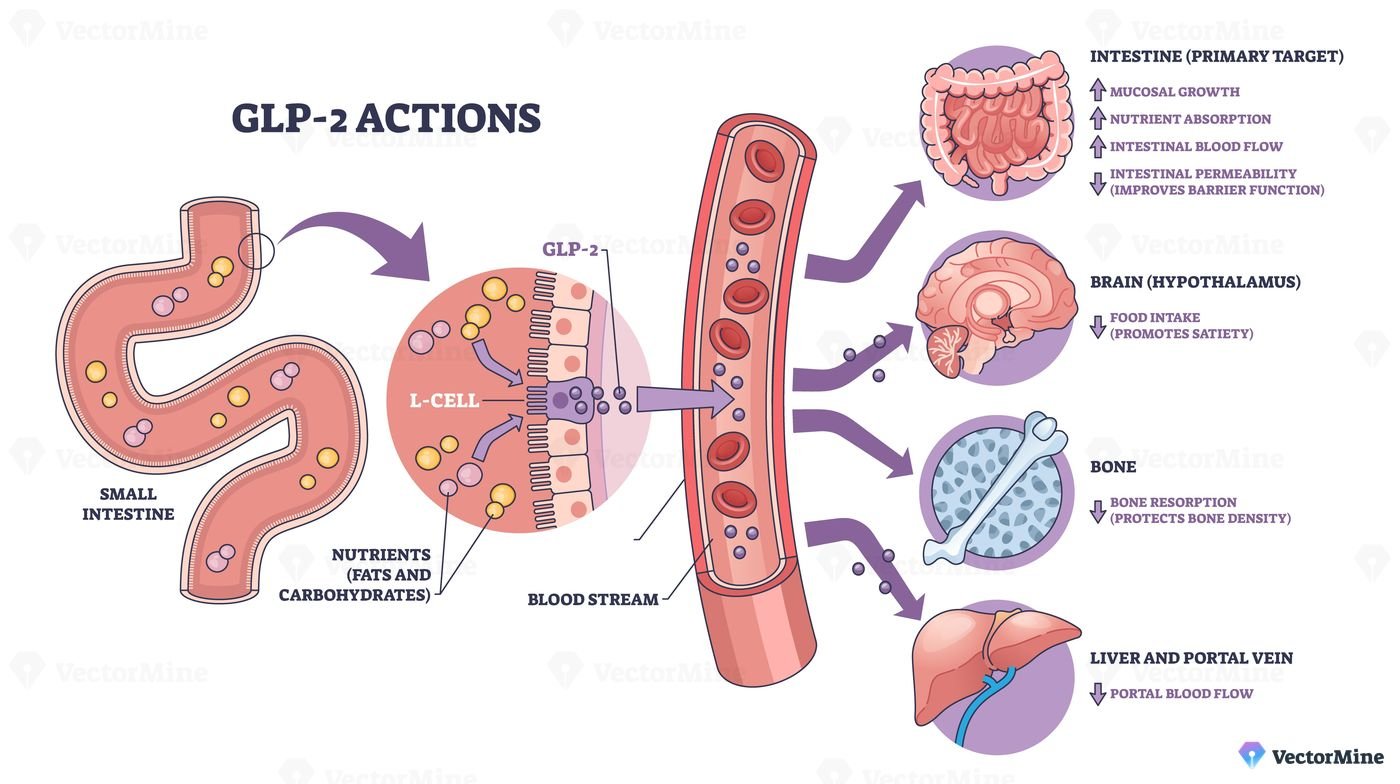 GLP-2 actions overview shows how intestinal L-cells release hormone to bloodstream affecting gut, brain, and bone, key objects, small intestine, blood vessel, organs. Outline diagram