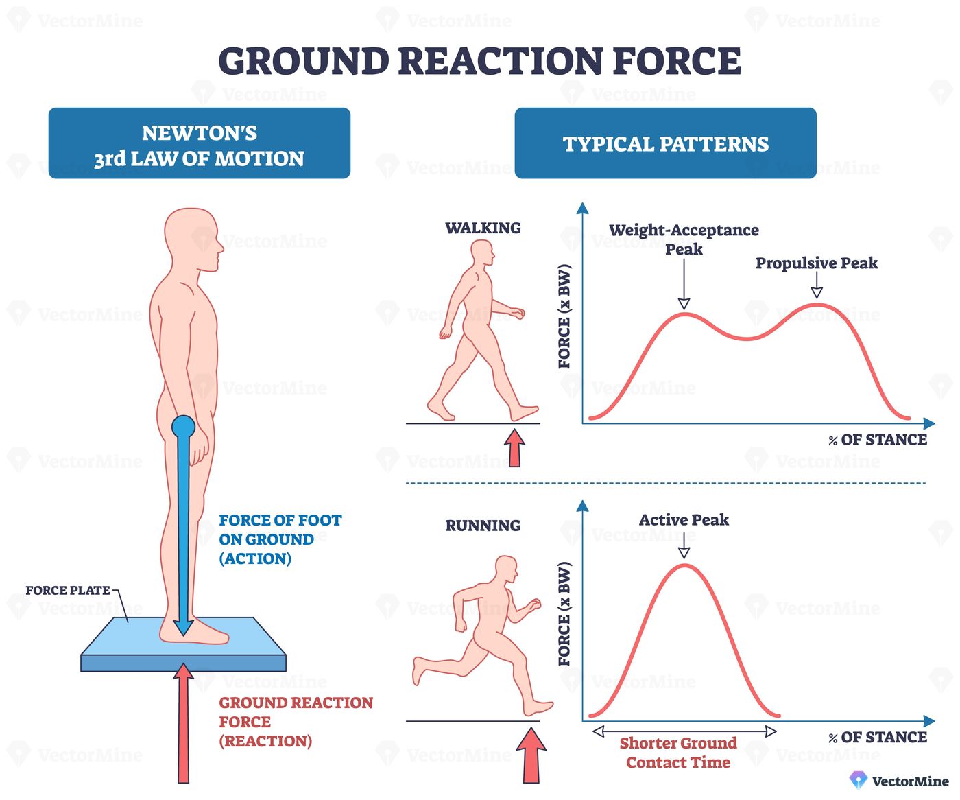 Ground reaction force brief diagram illustrating Newton s law with human figure on a force plate and walking-running GRF curves, explaining action reaction during stance. Outline diagram