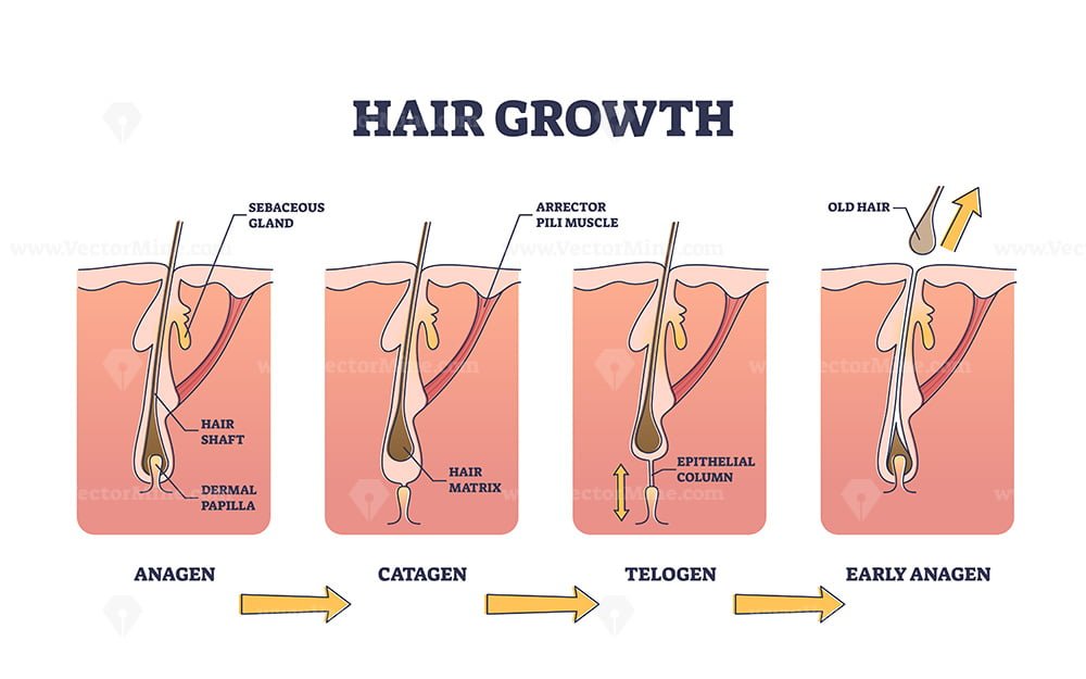 Hair growth process stages with anatomical phases structure outline diagram  – VectorMine