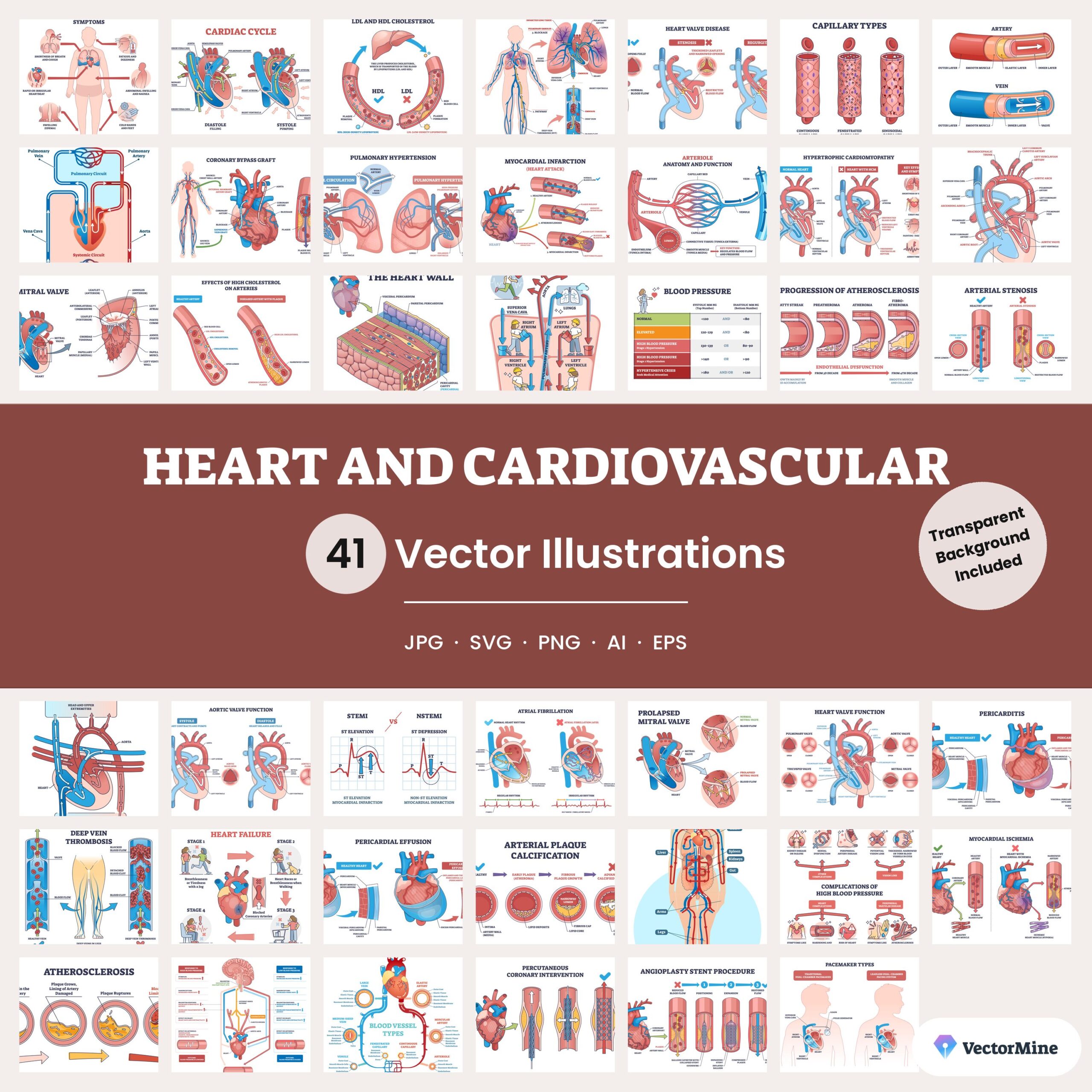 Heart and Cardiovascular – Diagram Bundle