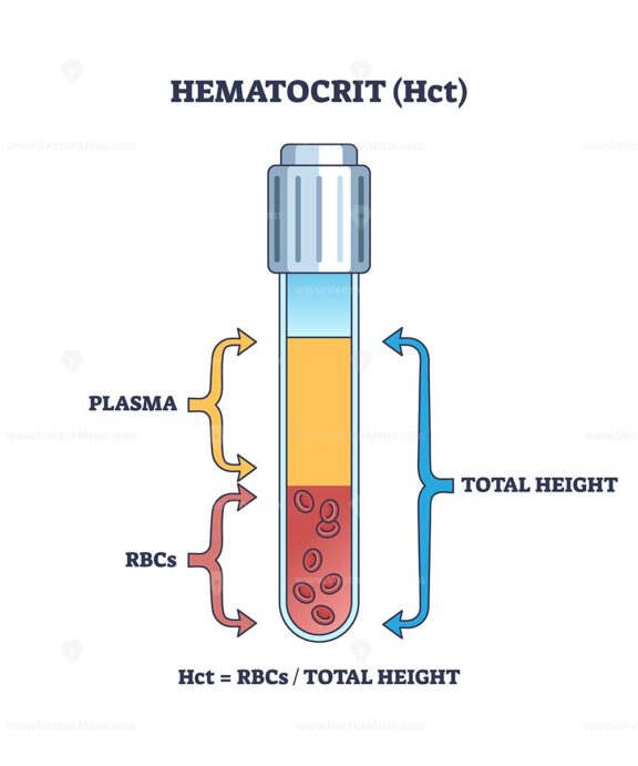 Hematocrit or HCT as red blood cells count in sample test outline diagram