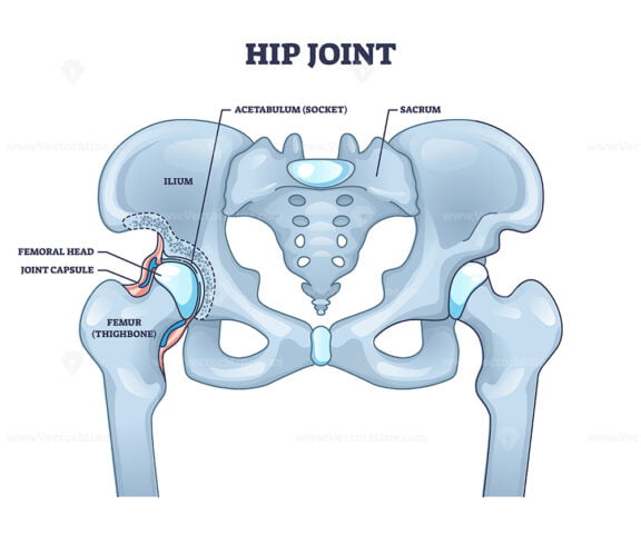 Hip joint structure with anatomical bone parts description outline diagram