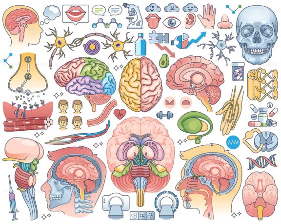 Human brain parts and anatomical head inner organs outline collection set
