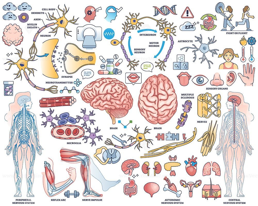 Amazon.com: Posterazzi Medical illustration of peripheral nervous system  with brain Poster Print, (12 x 16): Posters & Prints