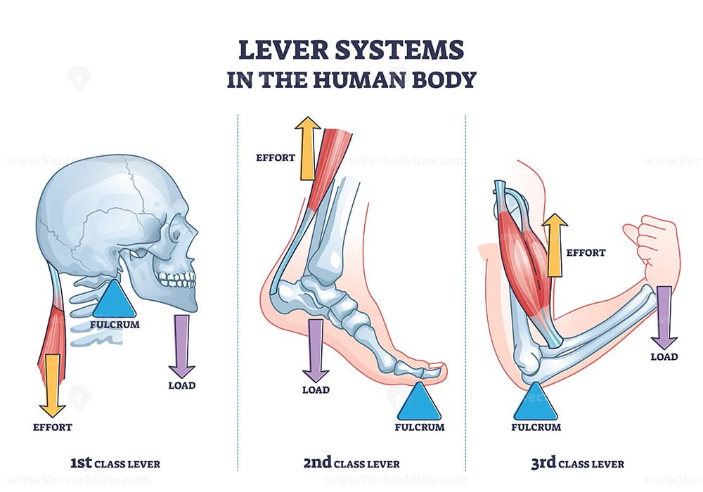 example of 1st class lever in human body