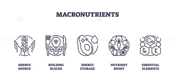 Macronutrients as essential elements for body outline icons collection set