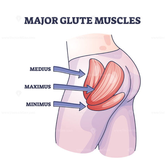 Major glute muscles with medius, maximus and minimus parts outline diagram