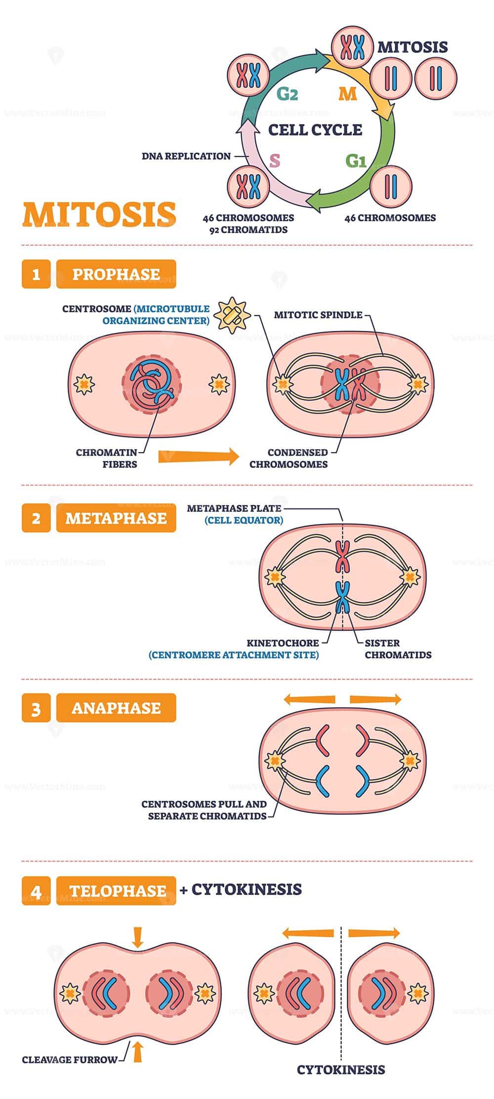 Mitosis USMLE outline shows prophase to telophase, highlighting chromosomes, spindle fibers, and centrosomes for study. Outline diagram
