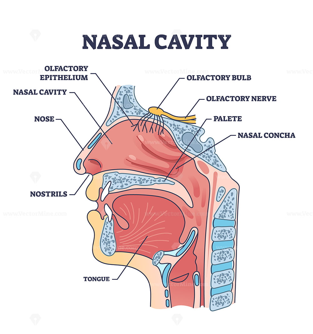 parts-of-nasal-cavity-ubicaciondepersonas-cdmx-gob-mx