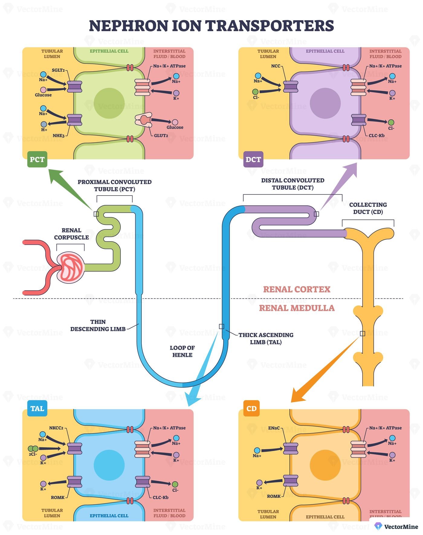 Nephron ion transporters overview highlights key channels Naand-Kand ATPase, NKCC2, and ENaC across tubular epithelium, showing sodium, chloride, and potassium flow. Outline diagram