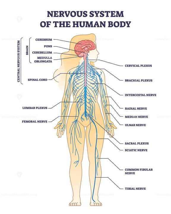 Central vs peripheral nervous system anatomy comparison outline diagram ...