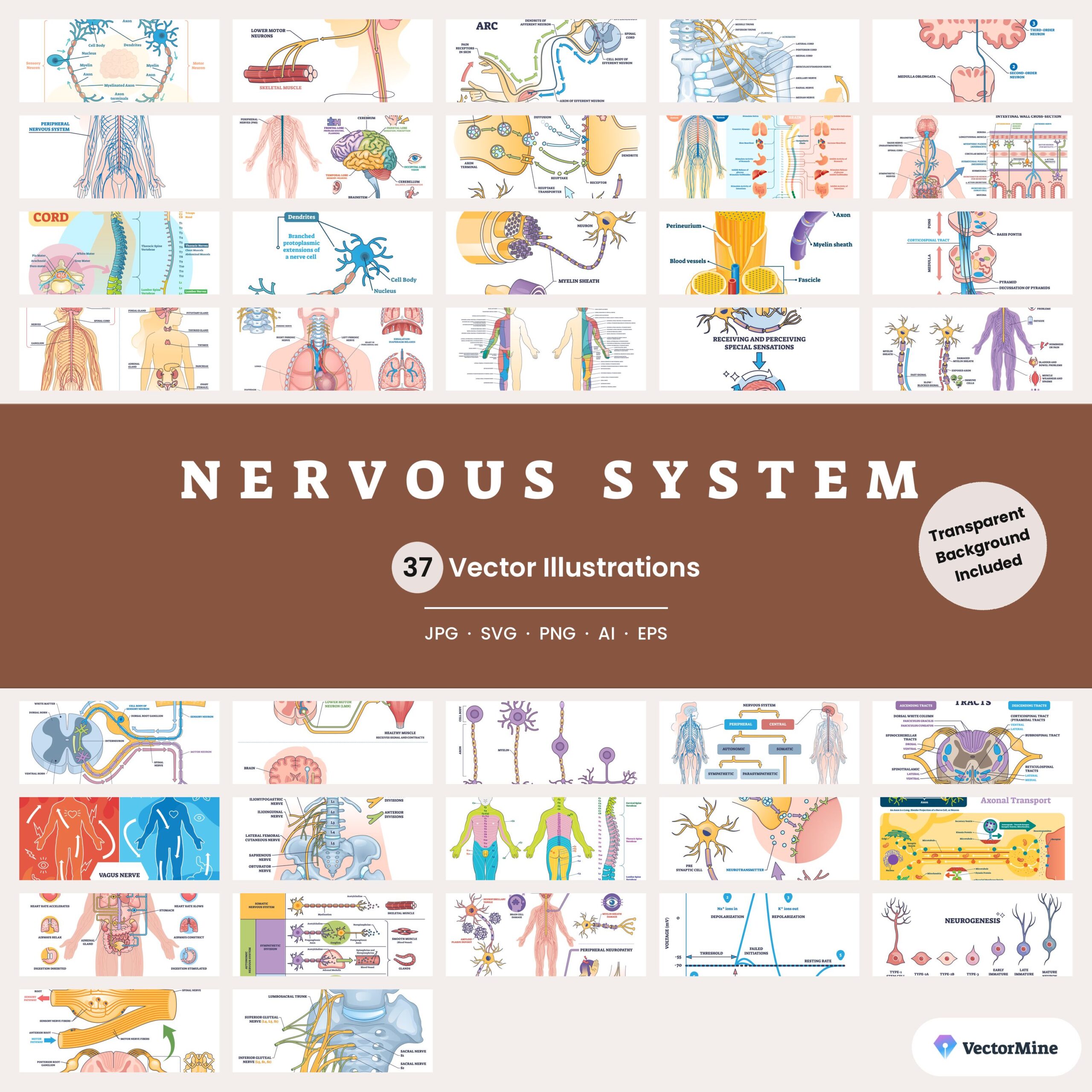 Nervous System – Diagram Bundle