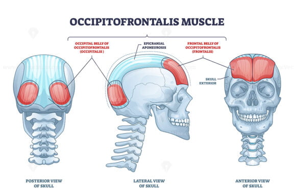 Occipitofrontalis muscle as human skull muscular system outline diagram