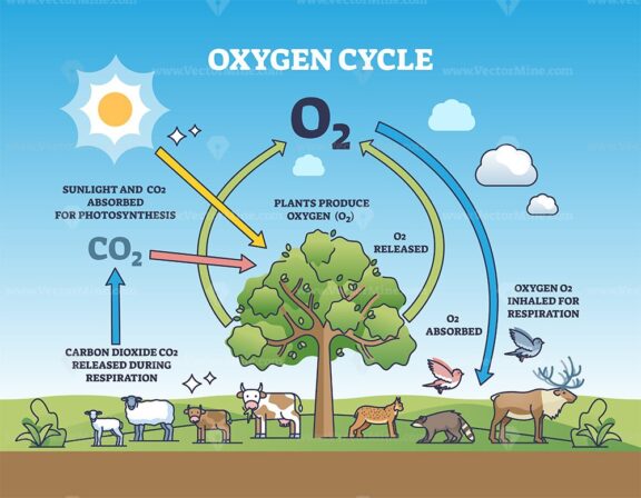 Oxygen cycle with O2 production absorbing carbon dioxide outline diagram