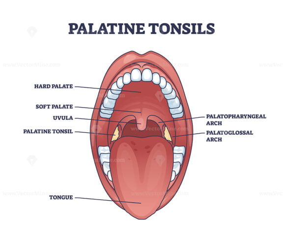 Palatine tonsils location in throat with mouth structure outline diagram