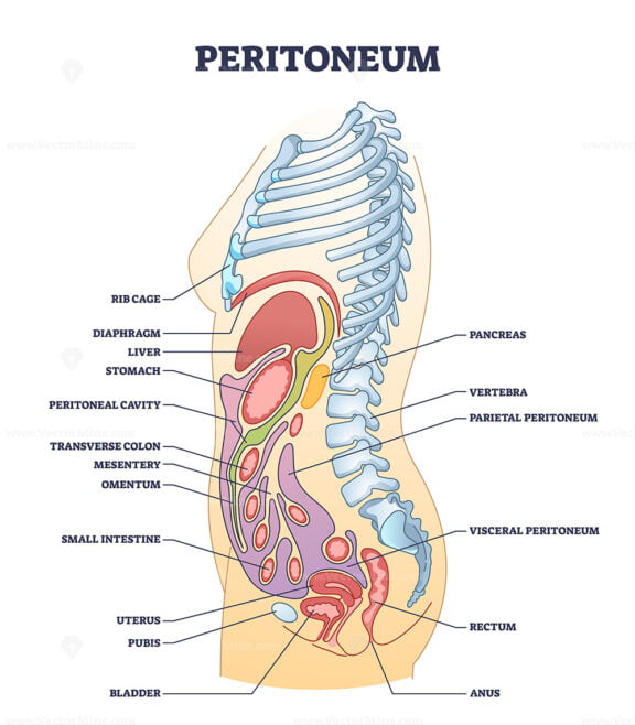 Peritoneum membrane as muscle tissue in abdominopelvic cavity outline diagram