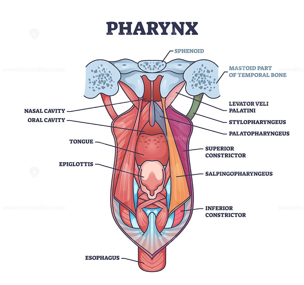 pharynx model labeled