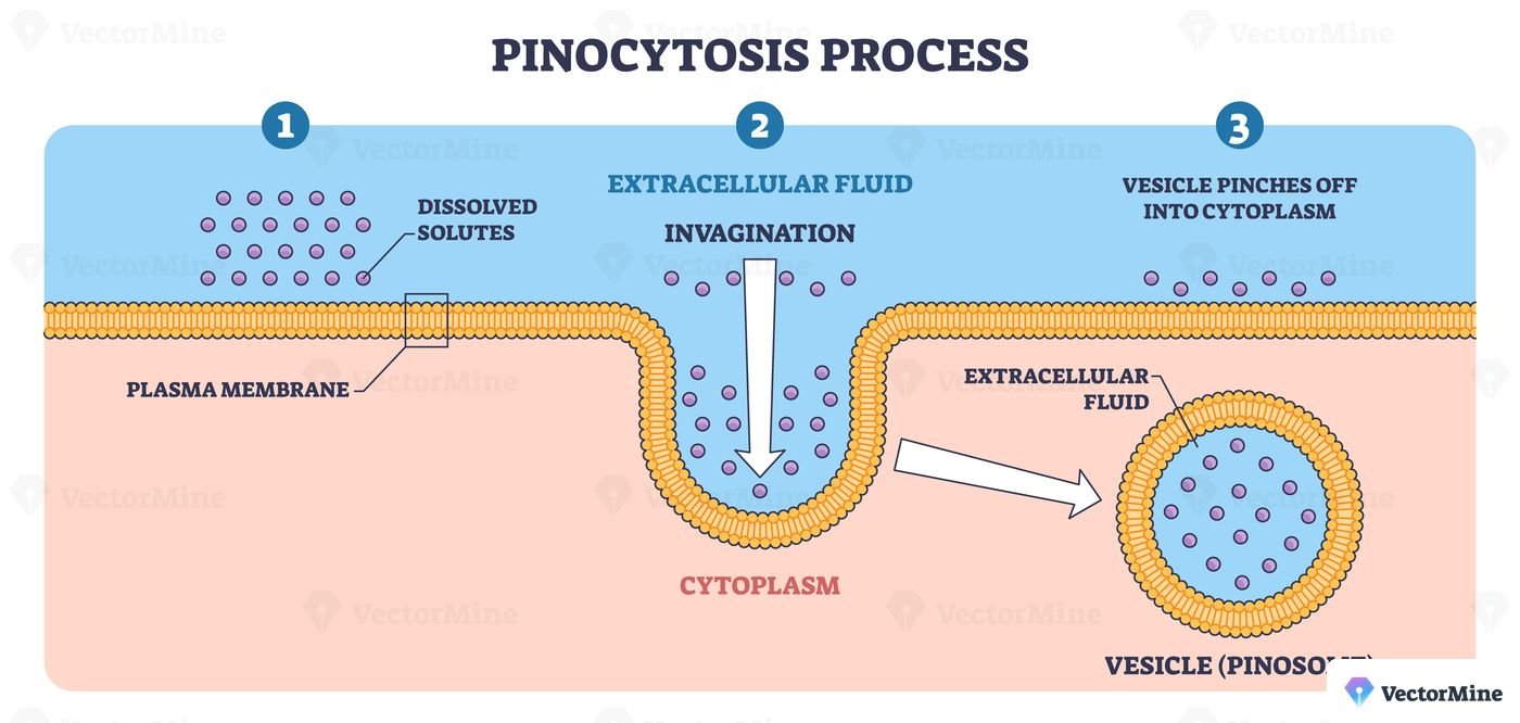 Pinocytosis process diagram shows membrane invagination capturing extracellular fluid into vesicles, main objects, plasma membrane, dissolved solutes, pinosome. Outline diagram