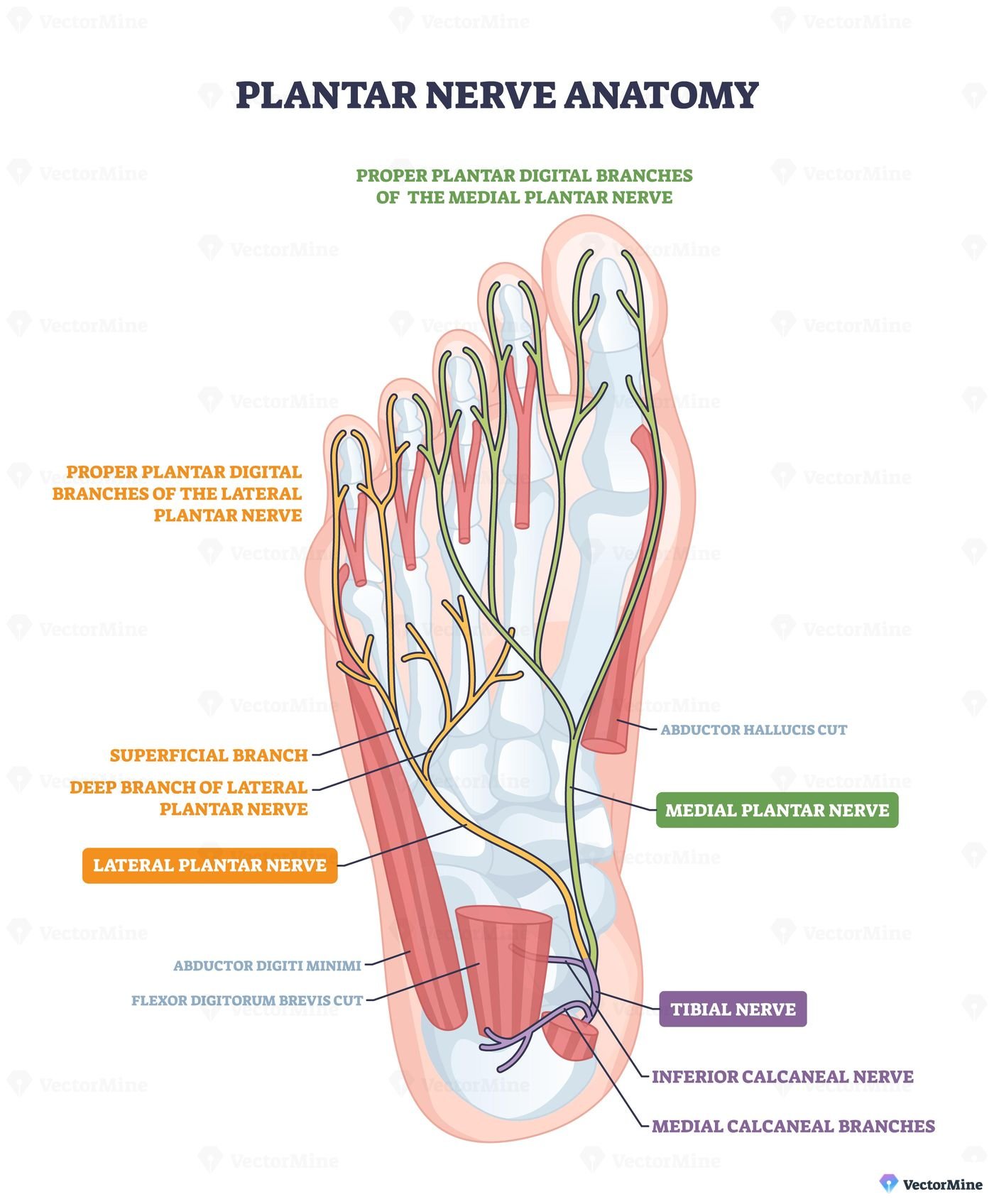 Plantar nerves anatomy sketch maps sensory pathways in the sole, highlighting medial plantar nerve, lateral plantar nerve, and tibial nerve for educational clarity. Outline diagram