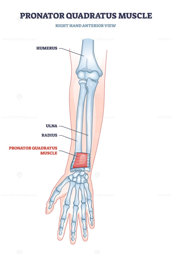 Pronator quadratus muscle with right hand anterior view outline diagram