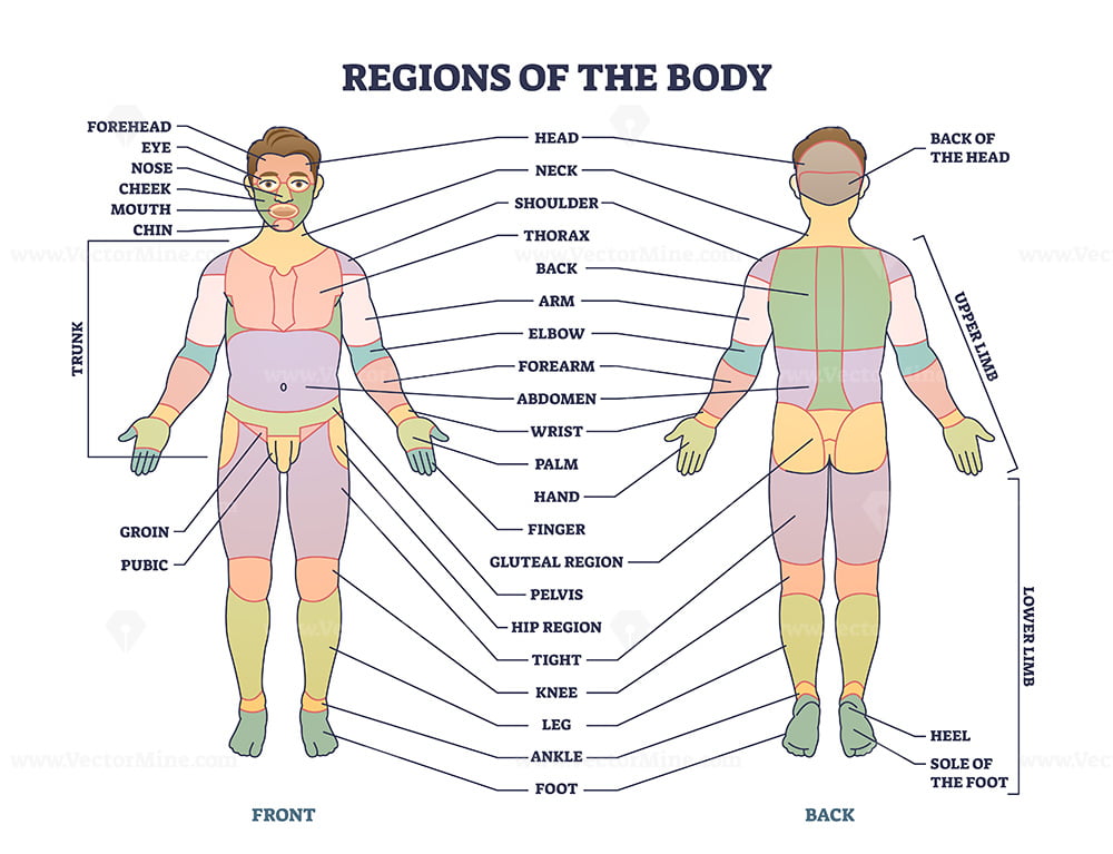 regions of the body        
        <figure class=