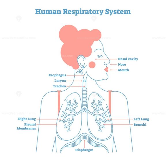 Human Respiratory System anatomical line style artistic vector illustration, medical education cross section diagram