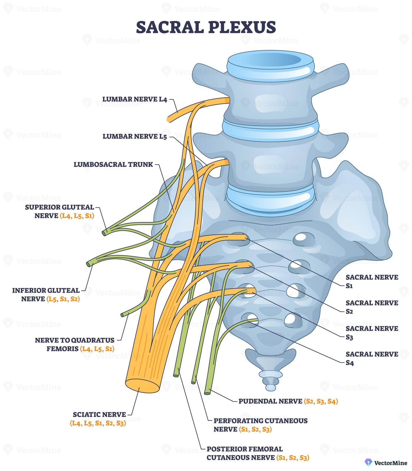 Sacral plexus brief diagram shows lumbar and sacral nerve roots, pelvis bone, and sciatic nerve branching to illustrate lower limb innervation and clinical landmarks. Outline diagram