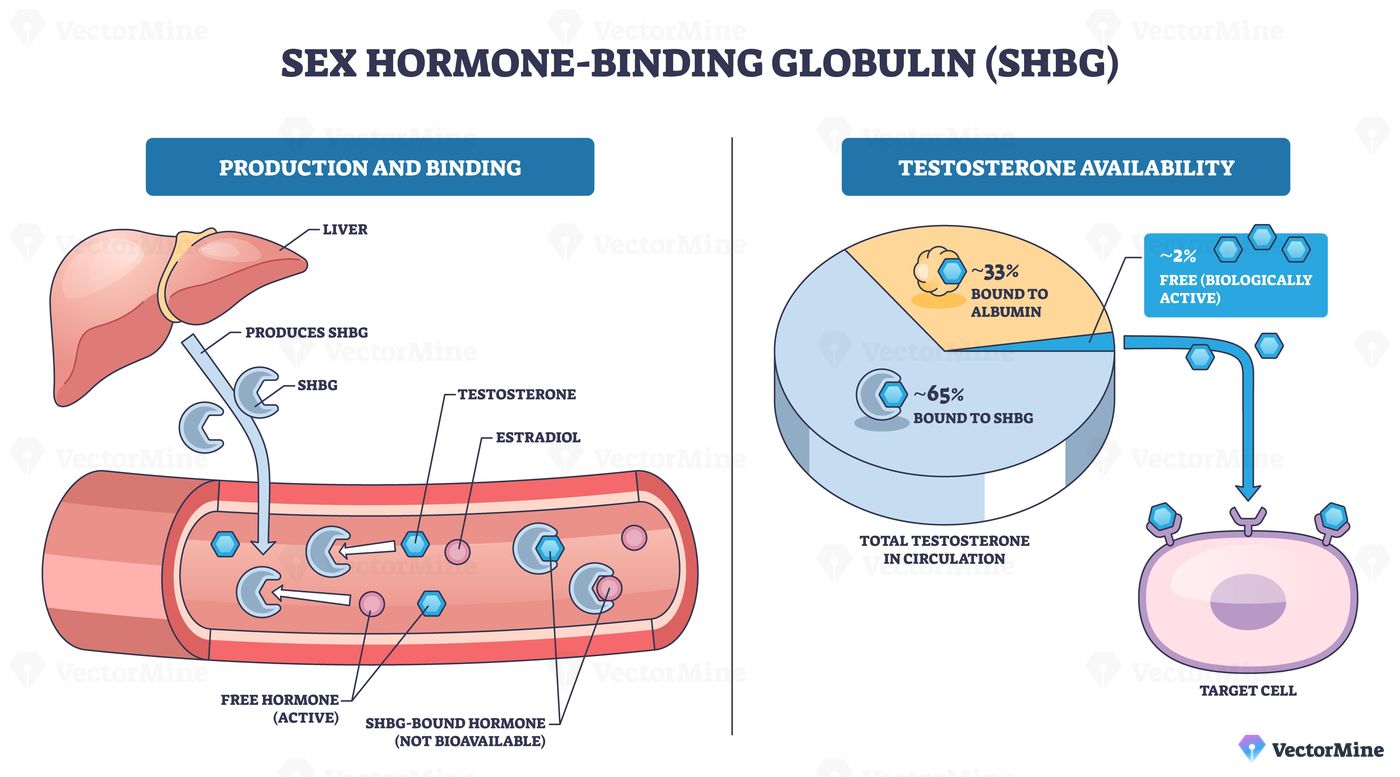 Sex hormone binding globulin overview shows liver, bloodstream, and testosterone availability chart, explaining hormone transport and free vs bound fractions. Outline diagram