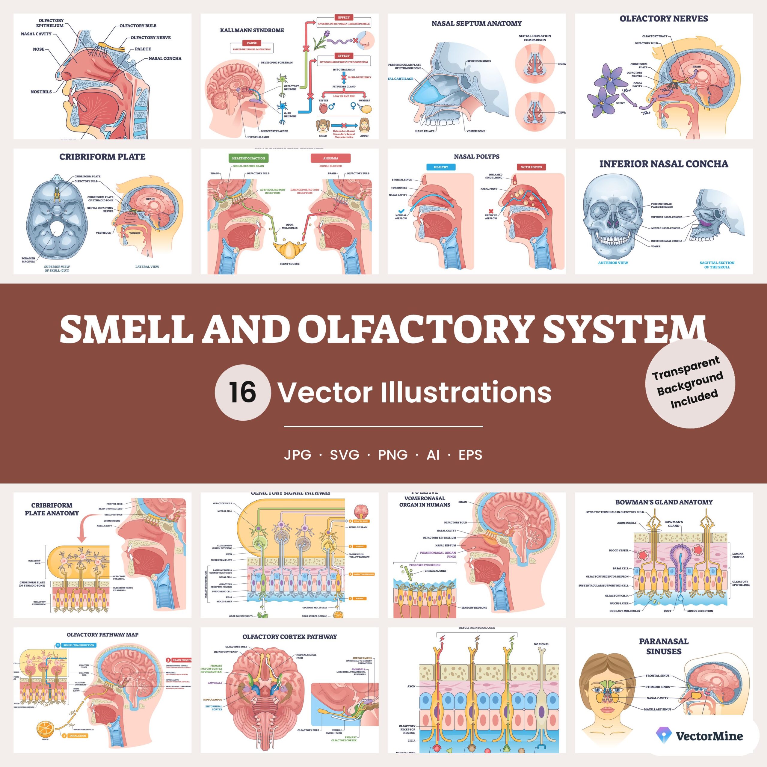 Smell and Olfactory System – Diagram Bundle