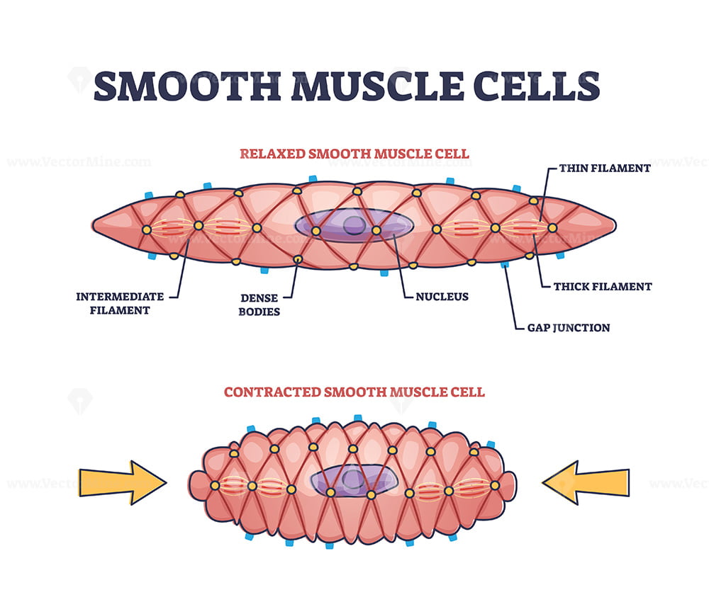 Details more than 127 smooth muscle drawing latest vietkidsiq.edu.vn