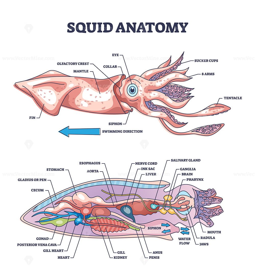 scallop anatomy