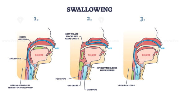 Swallowing process explanation with anatomical principle outline diagram