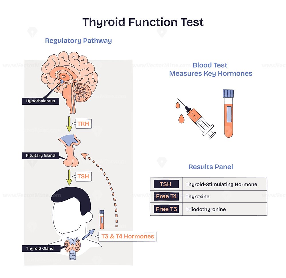 Thyroid function test diagram showing HPT axis and blood test measuring TSH, Free T4, and Free T3, key objects, thyroid gland, syringe, results panel. Doodle style diagram