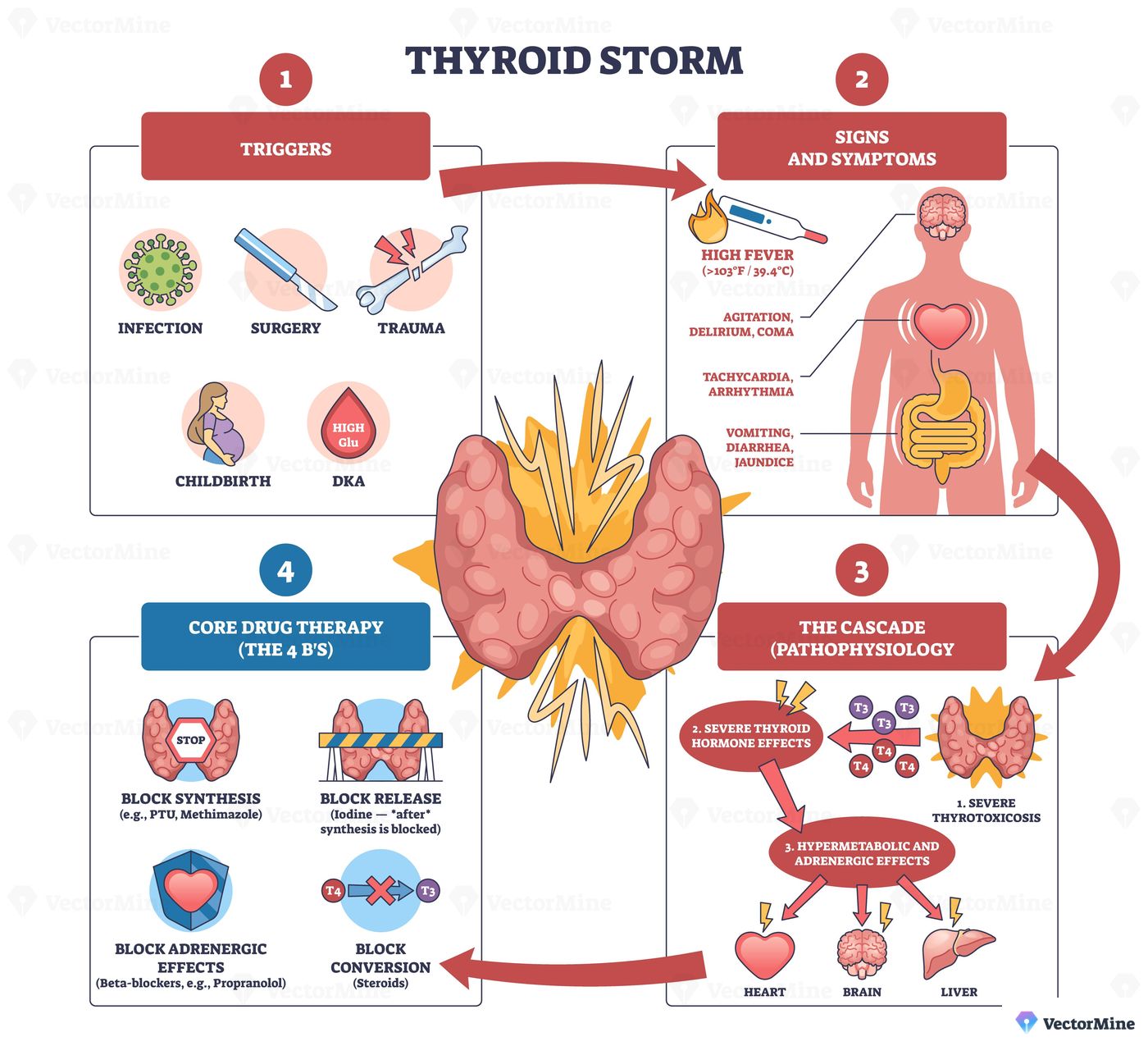 Thyroid storm brief overview maps triggers, symptoms, and therapy, thyroid gland, heart, and brain highlight the cascade for clinicians. Outline diagram
