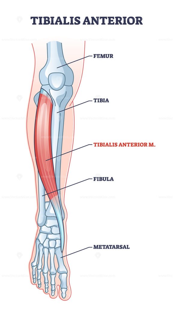 Tibialis anterior muscle with human leg skeletal structure outline diagram