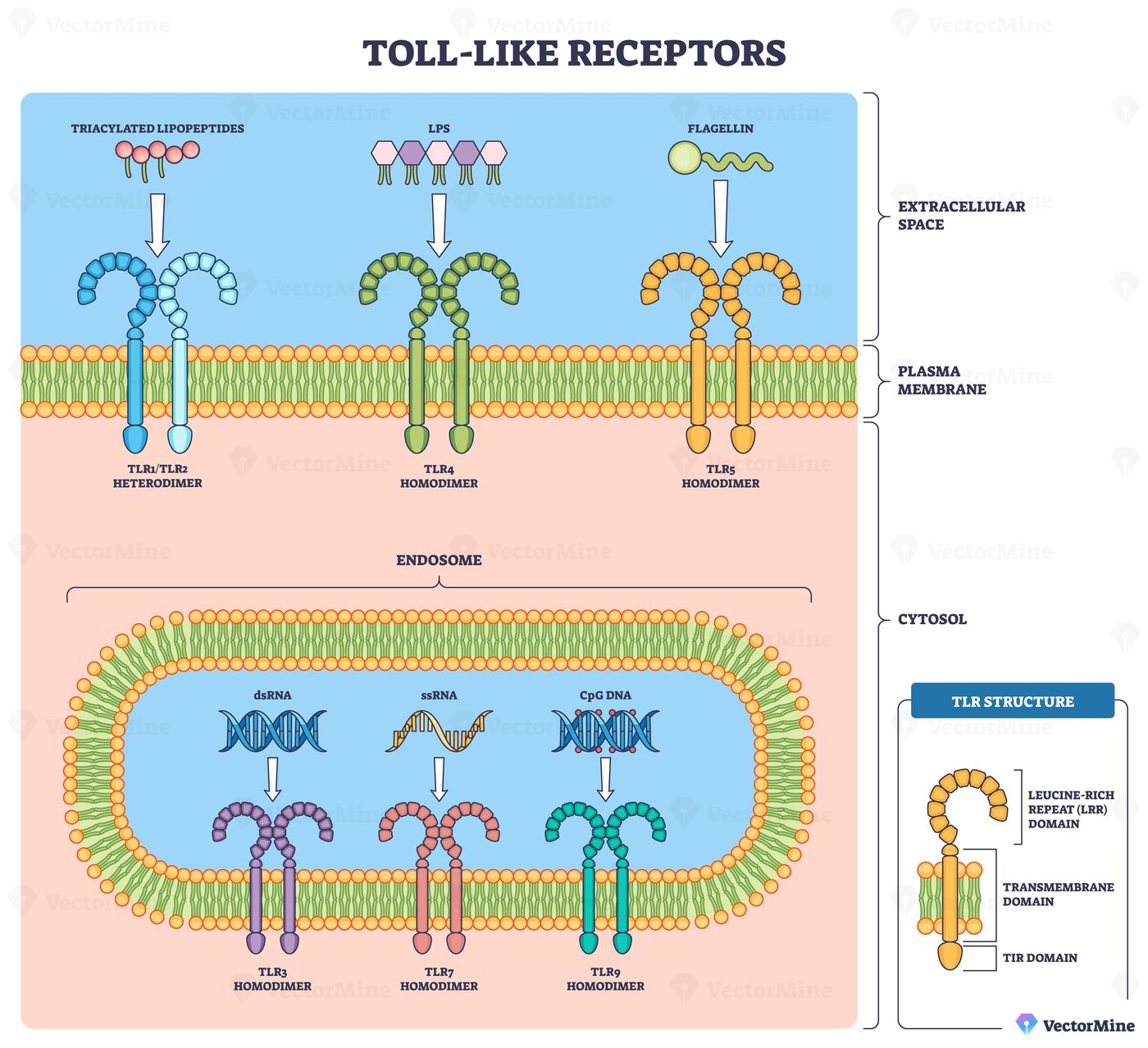 Toll-Like Receptors brief diagram shows membrane and endosomal sensors binding microbial ligands, key objects, TLR dimers, lipid bilayer, nucleic acid symbols. Outline diagram