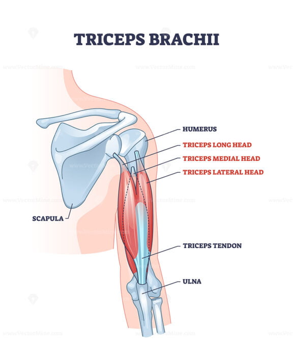 Triceps brachii muscle with human arm and shoulder bones outline diagram