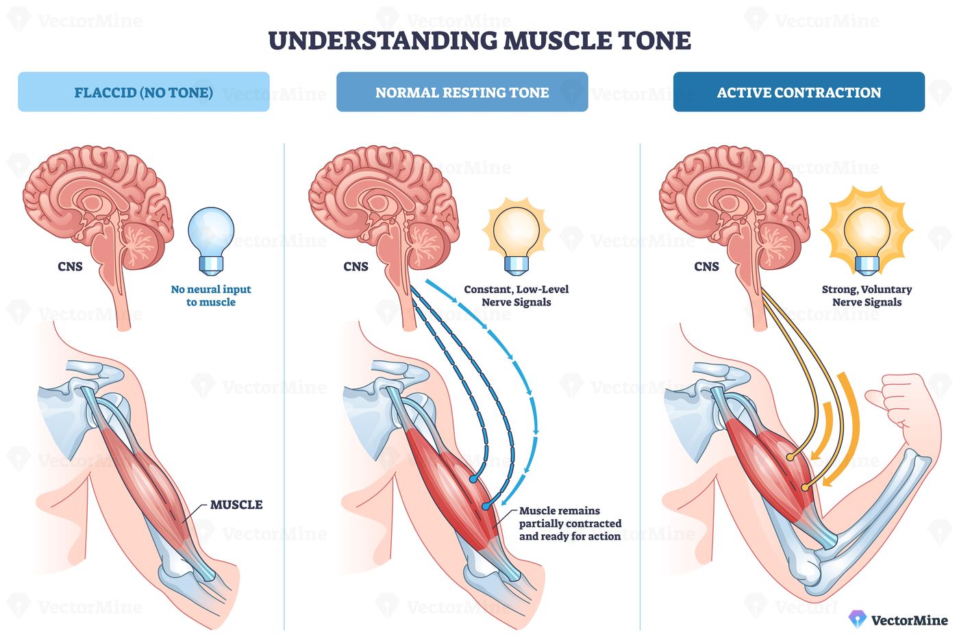 Muscle tone overview illustrates brain-CNS, nerve signals, and arm muscle across flaccid, resting, and active states, showing how neural input drives contraction. Outline diagram