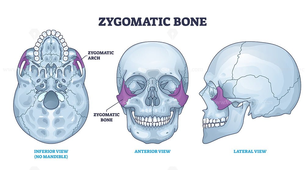 zygomatic anatomy